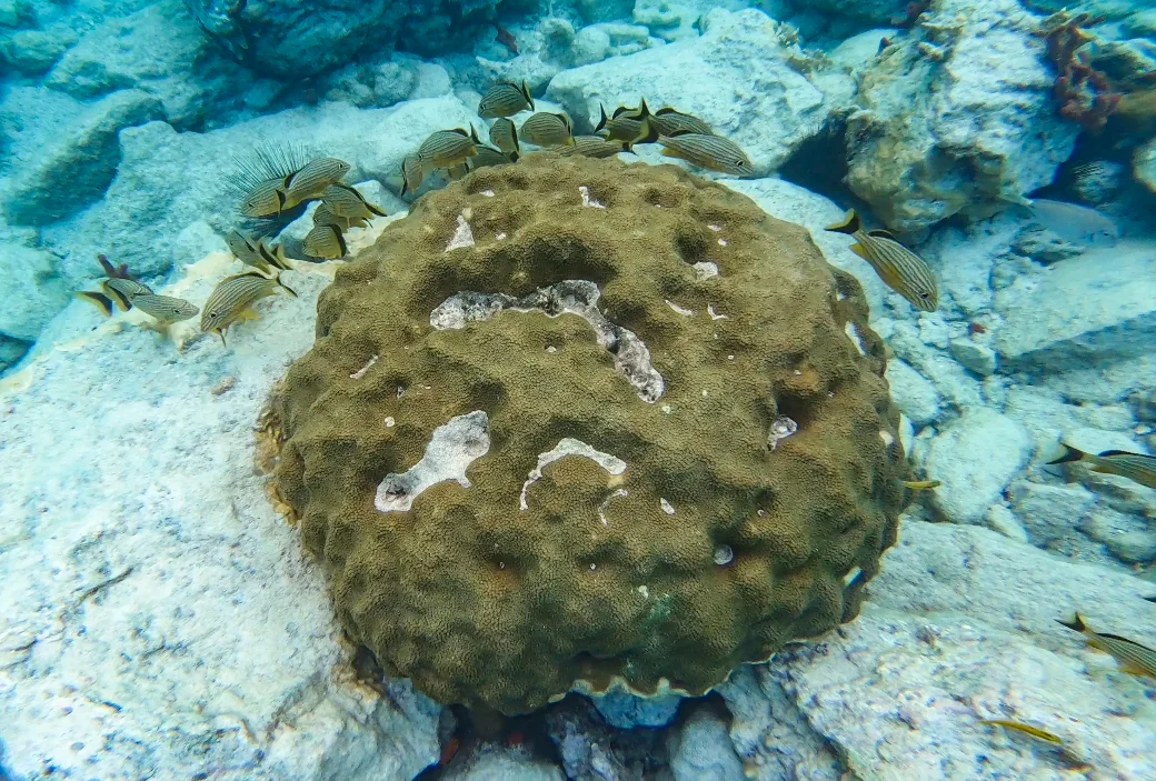 Hundreds of tropical fishes