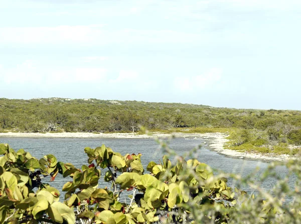 A wild unhabited island - 1