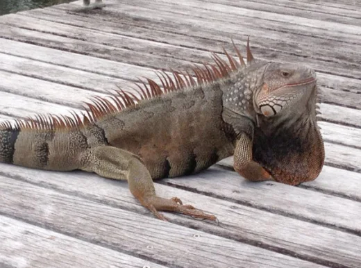 Lesser Antillean Iguana
