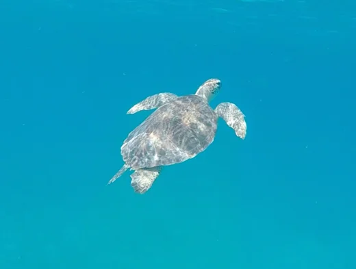 Green Sea Turtle