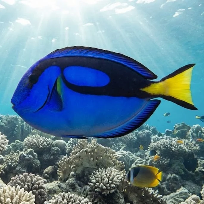 Blue Tang