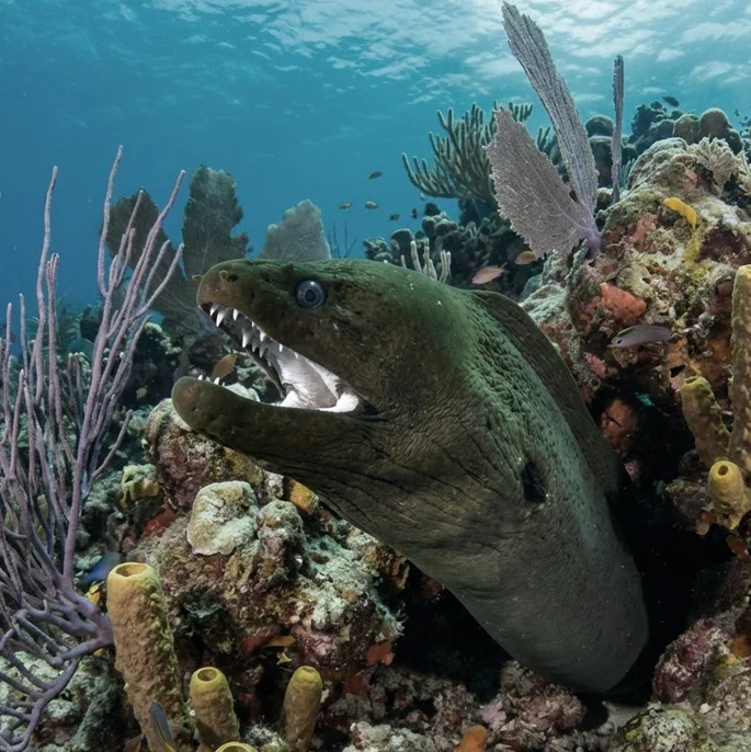 Green Moray Eel