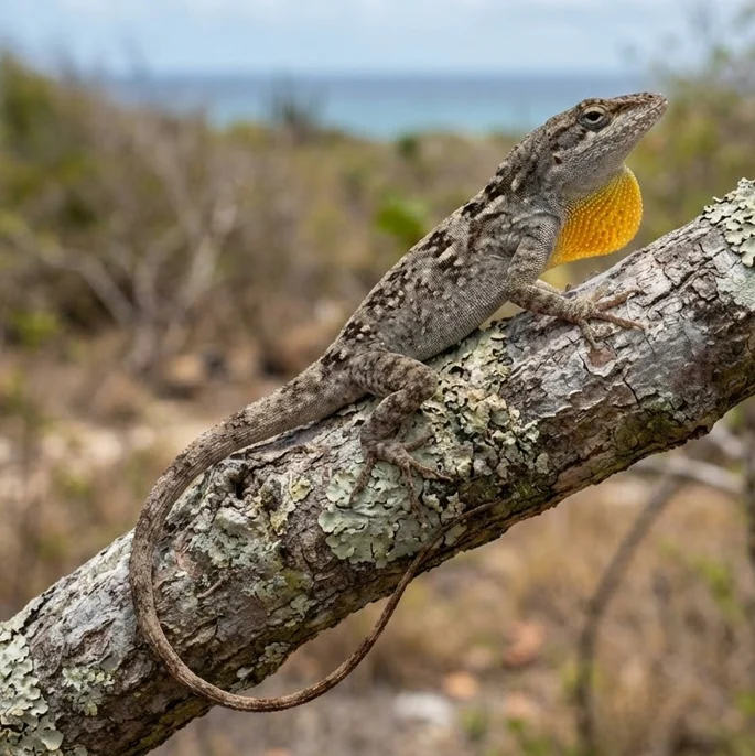 Anguilla Bank Anole