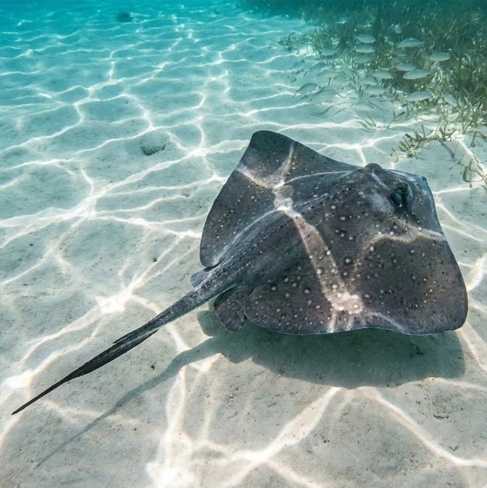 Southern Stingray