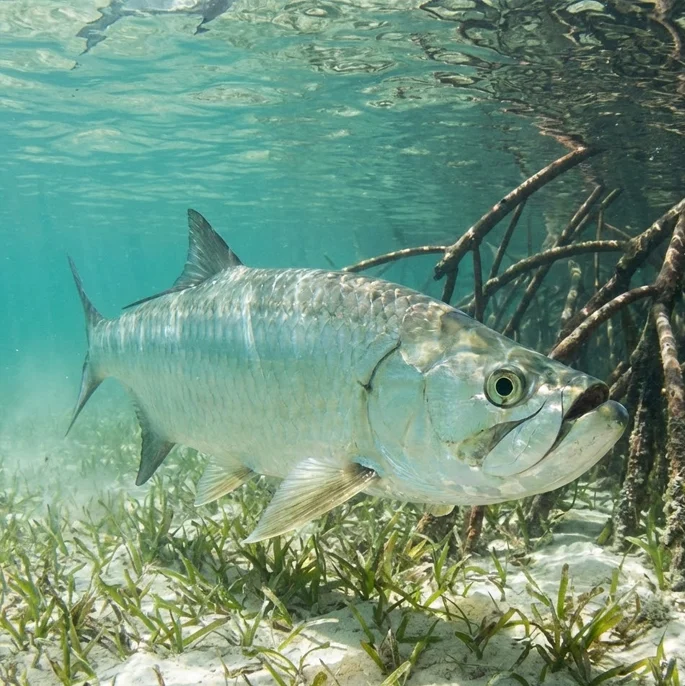 Tarpon
