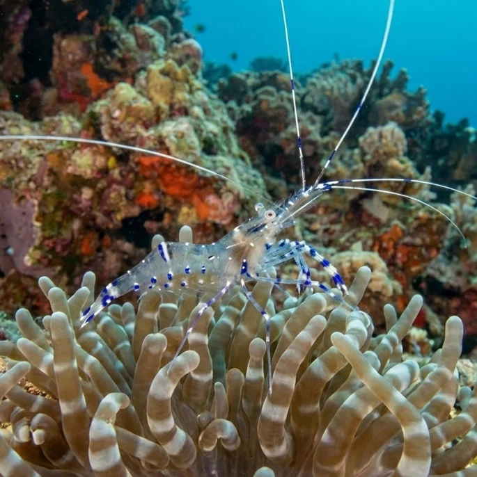 Banded Coral Shrimp