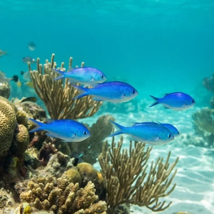 Damselfish blue