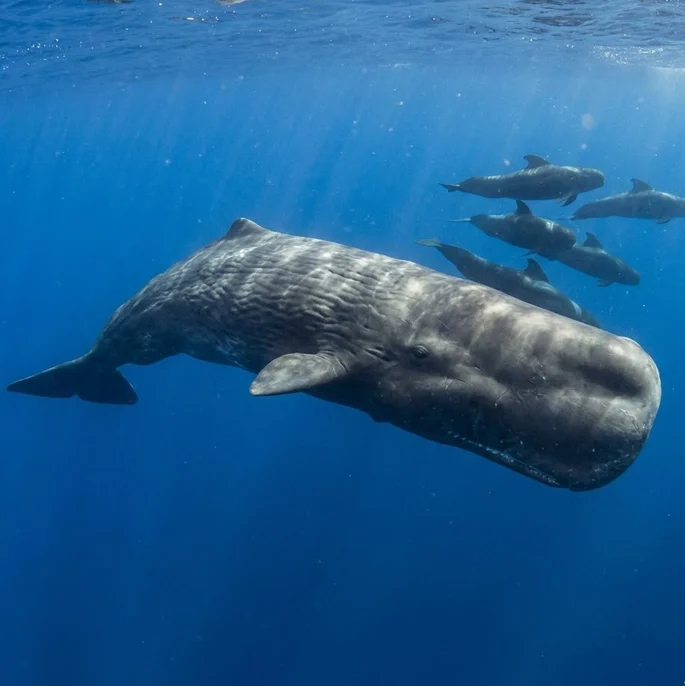 Sperm Whale
