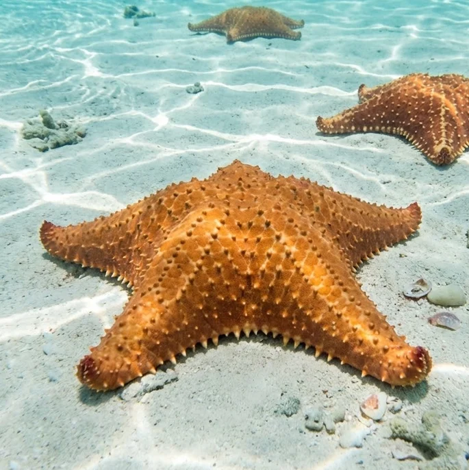 Cushion Sea Star